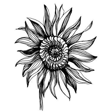 Ayçiçeği çiçekli botanik çiçeği. İzole illüstrasyon elementi. Arkaplan, doku, ambalaj deseni, çerçeve veya kenar için vektör yaban çiçeği.
