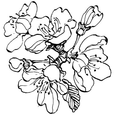 El çizimi Sakura çiçek logosu, çerçeve, sınır, promosyon unsuru. Damga şablonu. Minimalist monogram. Rustik zarif marka veya logottip arkaplan.