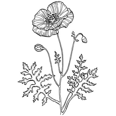 Gelincik çiçekli botanik çiçeği. İzole illüstrasyon elementi. Arkaplan, doku, ambalaj deseni, çerçeve veya kenar çizimi için vektör el.