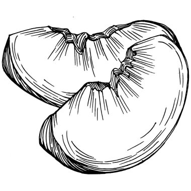 Şeftali eskiz vektörü izole edildi. El çizimi illüstrasyon meyvesi. Yaz yemekleri oymalı eski moda. Detaylı vejetaryen eskizi. Tasarım logonuz için harika, amblem, etiket, poster, baskı, menü