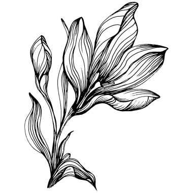 Crocus veya safran çiçeği. Çiçekli botanik çiçeği. İzole illüstrasyon elementi. Arkaplan, doku, ambalaj deseni, çerçeve veya kenar çizimi için vektör el.