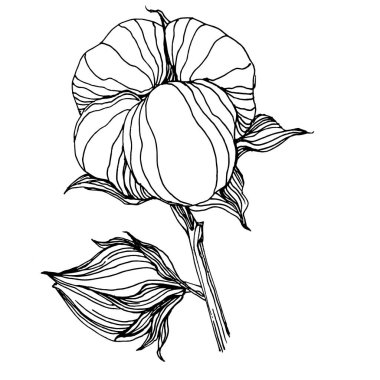 Pamuk çiçeği. Çiçekli botanik çiçeği. İzole illüstrasyon elementi. Arkaplan, doku, ambalaj deseni, çerçeve veya kenar çizimi için vektör el.