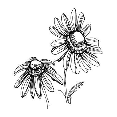 Papatya çayı elle çizilmiş. Daisy tekerleği