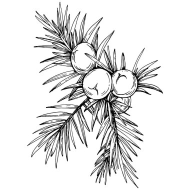 Juniper vektör çizimi. Böğürtlen dalında izole edilmiş eski bir illüstrasyon. Organik yağ oymalı taslak. Güzellik ve kaplıca, kozmetik malzeme. Etiket, poster, broşür, paket için harika