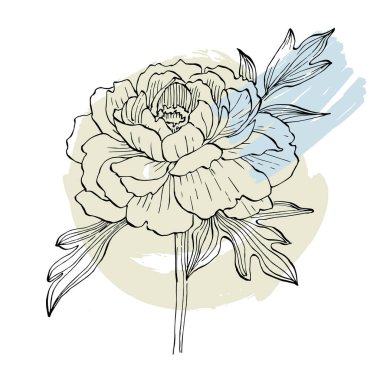 Şakayık çiçeği. Çiçekli botanik çiçeği. İzole illüstrasyon elementi. Arkaplan, doku, ambalaj deseni, çerçeve veya kenar çizimi için vektör el.