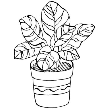 Saksıdaki Ev Bitkisi skeci. İç mekan ya da ofis dekorasyonu için bir asma fabrikada çiçek yetiştirmenin izole bir çizimini yapın. Bahçe çiçeklerinin taşıyıcısı.