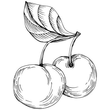 Kiraz çizimi izole edildi. Beyaz arka planda siyah beyaz klipsli sanat. Antika vintage gravür çizimi.