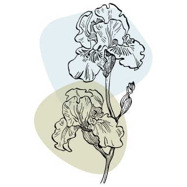 Afiş çizen süsen çiçeği. Sosyal medya platformu için arka planlar, hikayeler, soyut şekilli afişler, yapraklar. Sosyal ağlarınız için görsel tasarım. 