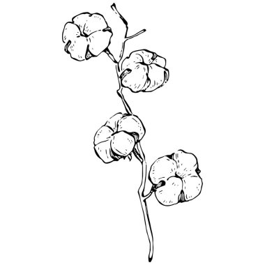 Pamuk çiçeği. Çiçekli botanik çiçeği. İzole illüstrasyon elementi. Arkaplan, doku, ambalaj deseni, çerçeve veya kenar çizimi için vektör el.