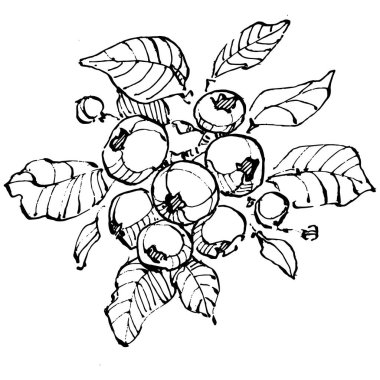 Yabanmersinli el klasik klipsli resim çiziyor. Sanat tarzında detaylandırılmış böğürtlen logosu ya da dövme. Siyah ve beyaz izole edilmiş. Amblem için antika vintage gravür