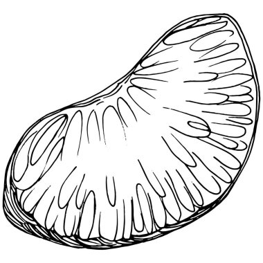 Mandarin çizim vektörü izole edildi. El çizimi illüstrasyon meyvesi. Yaz yemekleri oymalı eski moda. Detaylı vejetaryen eskizi. Tasarım logonuz için harika, amblem, etiket, poster, baskı, menü