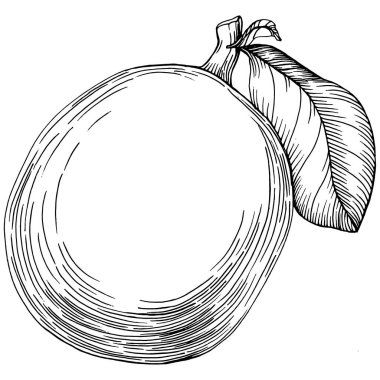 Kiwi Sketch narenciye meyve süslemesi. El Çizimi Kivi Botanik Çizimleri. Beyaz arka planda izole edilmiş siyah beyaz çizgili sanat eserleri. 