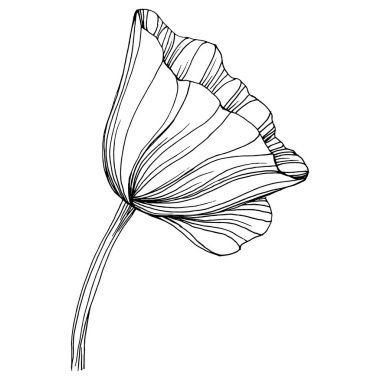 Gelincik çiçeği. Çiçekli botanik çiçeği. İzole illüstrasyon elementi. Arkaplan, doku, ambalaj deseni, çerçeve veya kenar çizimi için vektör el.