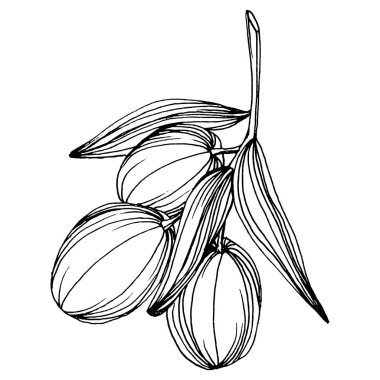 Zeytin eskiz elemanı. Zeytin dalları izole edilmiş. Arkaplan, doku, ambalaj deseni, çerçeve veya kenar çizimi için vektör el.