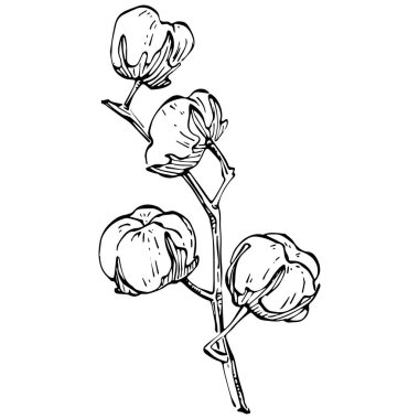 Pamuk çiçeği. Çiçekli botanik çiçeği. İzole illüstrasyon elementi. Arkaplan, doku, ambalaj deseni, çerçeve veya kenar çizimi için vektör el.