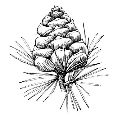 Orman Sonbaharı ve Kış Doğası. Ladin dalları, meşe palamutları, kozalaklar, dökülen yapraklar. İzole illüstrasyon elementi. Arkaplan, doku, çerçeve veya kenar için yaban çiçeği çizen vektör el.