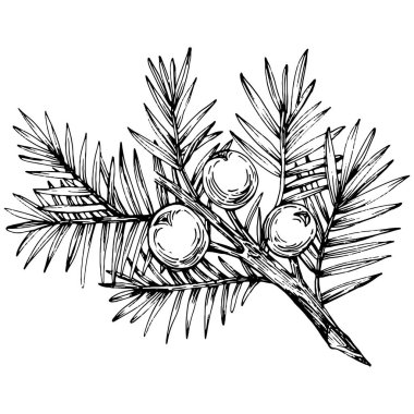 Juniper vektör çizimi. Böğürtlen dalında izole edilmiş eski bir illüstrasyon. Organik yağ oymalı taslak. Güzellik ve kaplıca, kozmetik malzeme. Etiket, poster, broşür, paket için harika