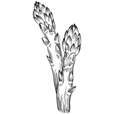 Kuşkonmaz elle çizilmiş. Sebze oymalı nesne. Menü, etiket, simge, kapak, sosyal gönderi için harika.