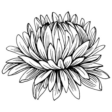 Kasımpatı elle çizilmiş. Çiçek dövmesi sanat tarzında detaylı. Çiçek dövmesi konsepti. Beyaz arka planda siyah beyaz klipsli sanat. Antika vintage gravür çizimi.