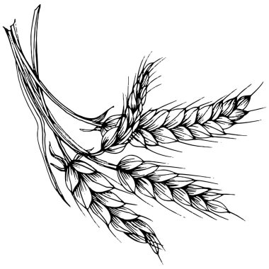 Buğday kulaklı el çizimleri. Korunma ve güvenliğin eski bir sembolü. Kütük için antik vintage oyma çizimi