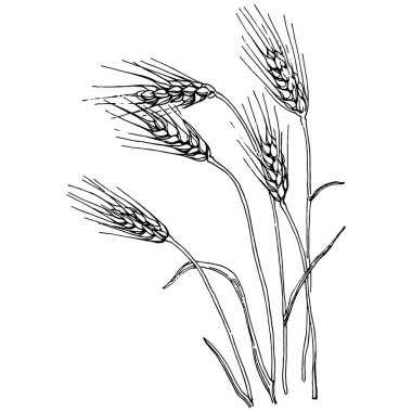 Buğday kulaklı el çizimleri. Korunma ve güvenliğin eski bir sembolü. Kütük için antik vintage oyma çizimi