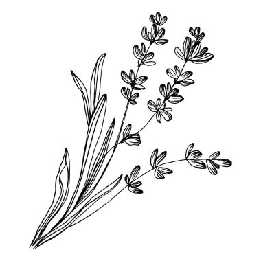 Lavanta çiçeği. Çiçekli botanik çiçeği. İzole illüstrasyon elementi. Arkaplan, doku, ambalaj deseni, çerçeve veya kenar çizimi için vektör el.