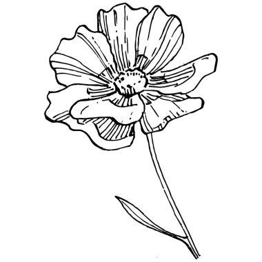Kozmos el çizimiyle çiçek açar. Kozmos çiçeği logosu ya da sanat tarzında detaylı bir dövme. Siyah beyaz klip sanatı izole edildi. Amblem için antika vintage gravür. Bitkisel ilaçlar.