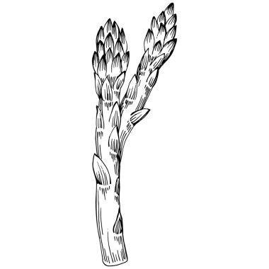 Kuşkonmaz elle çizilmiş. Sebze oymalı nesne. Menü, etiket, simge, kapak, sosyal gönderi için harika.