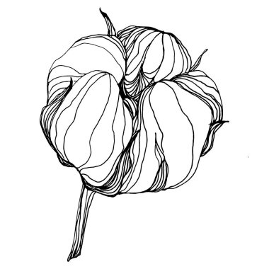 Pamuk çiçeği. Çiçekli botanik çiçeği. İzole illüstrasyon elementi. Arkaplan, doku, ambalaj deseni, çerçeve ya da kenar için yaban çiçeği çizen vektör el. Yumuşak, yumuşak pamuklu.