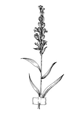 Moda renklerinde çağdaş sanat lavantası çiçek posterleri. Soyut el çiçekleri, geometrik elementleri ve vuruşları, yaprakları ve çiçekleri çizer. 