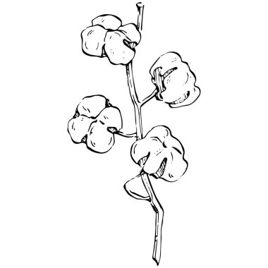 Pamuk çiçeği. Çiçekli botanik çiçeği. İzole illüstrasyon elementi. Arkaplan, doku, ambalaj deseni, çerçeve veya kenar çizimi için vektör el.