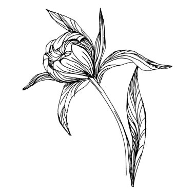 Şakayık çiçeği. Bitkisel şakayıklar. İzole illüstrasyon elementi. Arkaplan, doku, ambalaj deseni, çerçeve veya kenar çizimi için vektör el.