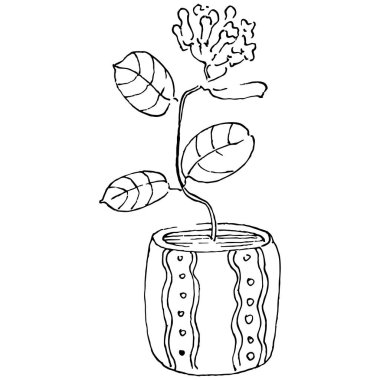 Saksıdaki Ev Bitkisi skeci. İç mekan ya da ofis dekorasyonu için bir asma fabrikada çiçek yetiştirmenin izole bir çizimini yapın. Bahçe çiçeklerinin taşıyıcısı.