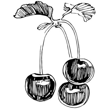 Kirazlı el klasik klipsli resim. Sanat tarzında detaylandırılmış böğürtlen logosu ya da dövme. Siyah ve beyaz izole edilmiş. Amblem için antika vintage gravür