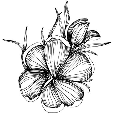 Crocus veya safran çiçeği. Çiçekli botanik çiçeği. İzole illüstrasyon elementi. Arkaplan, doku, ambalaj deseni, çerçeve veya kenar çizimi için vektör el.