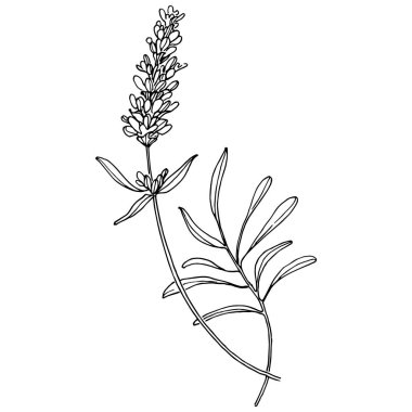 Lavanta botanik çiçeği. Düğün otunun, bitkinin ve davetiye için zarif yapraklı monogramın el yapımı tasarımı randevu kartı tasarımını kaydedin. Kırsal trend yeşillik vektör çizimi