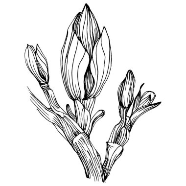 Manolya çiçeği. Çiçekli botanik çiçeği. İzole illüstrasyon elementi. Arkaplan, doku, ambalaj deseni, çerçeve veya kenar çizimi için vektör el.