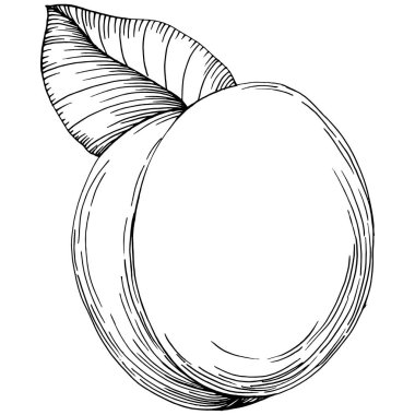 Şeftali eskiz vektörü izole edildi. El çizimi illüstrasyon meyvesi. Yaz yemekleri oymalı eski moda. Detaylı vejetaryen eskizi. Tasarım logonuz için harika, amblem, etiket, poster, baskı, menü