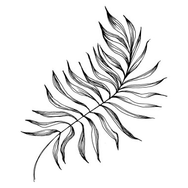 Tropik egzotik yapraklar. Çiçekli botanik çiçeği. İzole illüstrasyon elementi. Arkaplan, doku, ambalaj deseni, çerçeve veya kenar çizimi için vektör el.