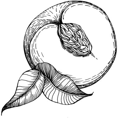 Şeftali eskiz vektörü izole edildi. El çizimi illüstrasyon meyvesi. Yaz yemekleri oymalı eski moda. Detaylı vejetaryen eskizi. Tasarım logonuz için harika, amblem, etiket, poster, baskı, menü