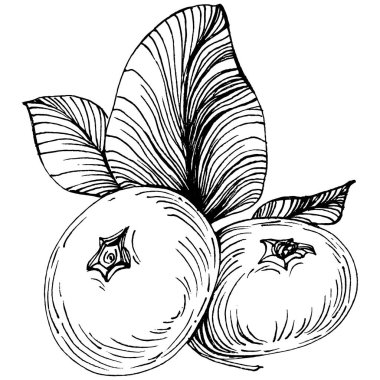 Yabanmersinli el klasik klipsli resim çiziyor. Sanat tarzında detaylandırılmış böğürtlen logosu ya da dövme. Siyah ve beyaz izole edilmiş. Amblem için antika vintage gravür