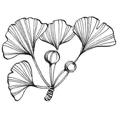 Ginkgo bitkisi elle çizilmiş. Çiçek dövmesi sanat tarzında detaylı. Beyaz arka planda siyah beyaz klipsli sanat. Logo için antika vintage oyma çizimi