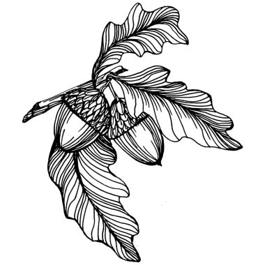 Beyaz üzerine meşe palamudu çizimi. Eski tarz oymalı klasik illüstrasyon, oyma gibi. Davet, kalıp, kart ve poster için tasarım ögesi.