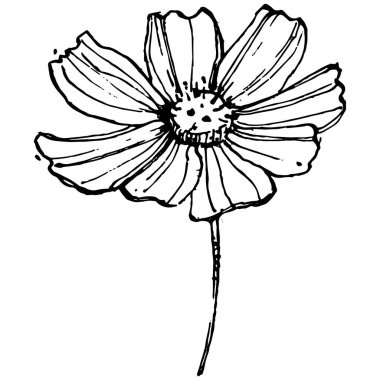 Kozmos el çizimiyle çiçek açar. Kozmos çiçeği logosu ya da sanat tarzında detaylı bir dövme. Siyah beyaz klip sanatı izole edildi. Amblem için antika vintage gravür. Bitkisel ilaçlar.