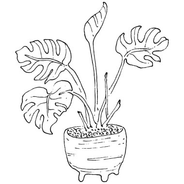 Saksıdaki Ev Bitkisi skeci. İç mekan ya da ofis dekorasyonu için bir asma fabrikada çiçek yetiştirmenin izole bir çizimini yapın. Bahçe çiçeklerinin taşıyıcısı.