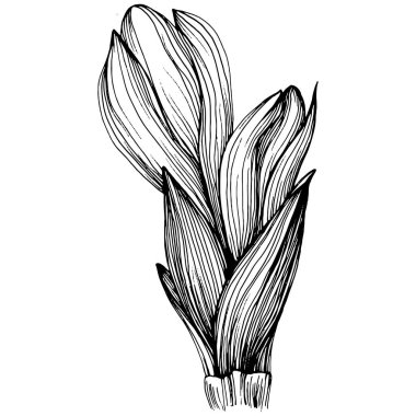 Crocus veya safran çiçeği. Çiçekli botanik çiçeği. İzole illüstrasyon elementi. Arkaplan, doku, ambalaj deseni, çerçeve veya kenar çizimi için vektör el.