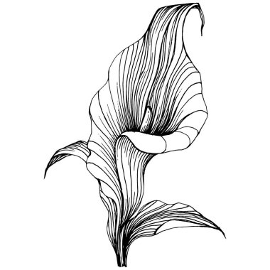 Elle çizilmiş tropik çiçek kallası. Lilium çiçek logosu ya da dövmesi sanat tarzında detaylı. Siyah beyaz klip sanatı izole edildi. Amblem için antika vintage gravür.