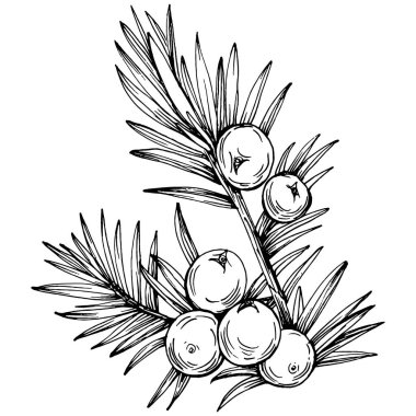 Juniper vektör çizimi. Böğürtlen dalında izole edilmiş eski bir illüstrasyon. Organik yağ oymalı taslak. Güzellik ve kaplıca, kozmetik malzeme. Etiket, poster, broşür, paket için harika