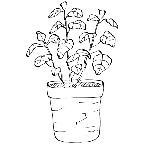 도자기 스케치를 화분입니다 실내나 사무실 장식을 위하여 나무에 매달려 화초를 — 스톡 벡터