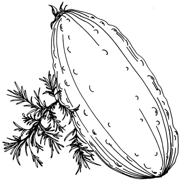 Croquis Légumes Concombre Illustration Vectorielle Style Gravé Produit Sur Marché — Image vectorielle